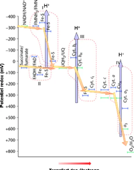 Figure  2.2 : Schéma indiquant le potentiel redox des cofacteurs des différents complexes  de la chaîne respiratoire