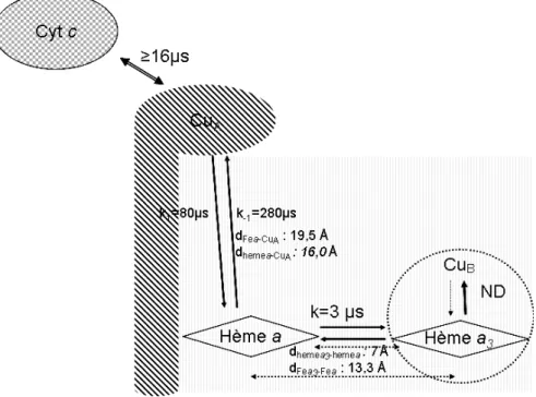 Figure  2.7 : Schéma du cheminement des électrons dans la Cytochrome c oxydase depuis  le cytochrome c vers le site actif (Hème a 3  -Cu B ) via le Cu A  et l'hème a