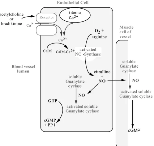 Figure  2.10 : Schéma représentant la voie métabolique impliquant le NO et la guanylate  cyclase, aboutissant à la vasodilatation des vaisseaux