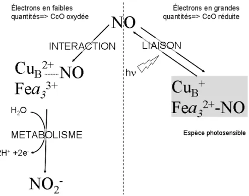 Figure  2.11 : Liaisons de NO au niveau du site actif de la cytochrome c oxydase sur le fer 
