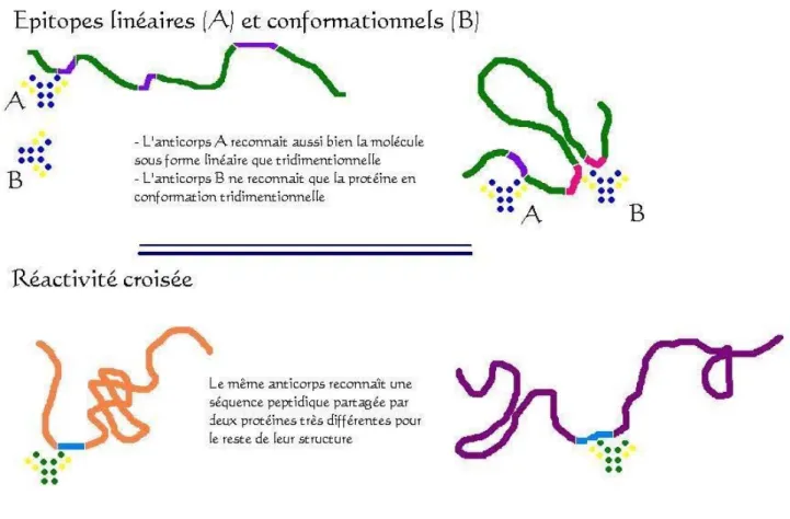 Figure 5 : Schéma des épitopes linéaires et conformationnels 
