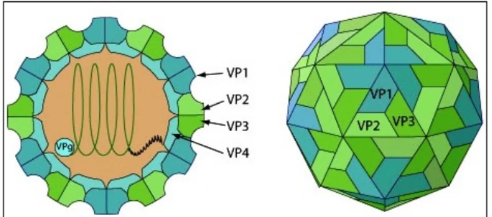 Figure 2 : Structure de la capside icosaédrique du virus   Source : (ViralZone 2008) 