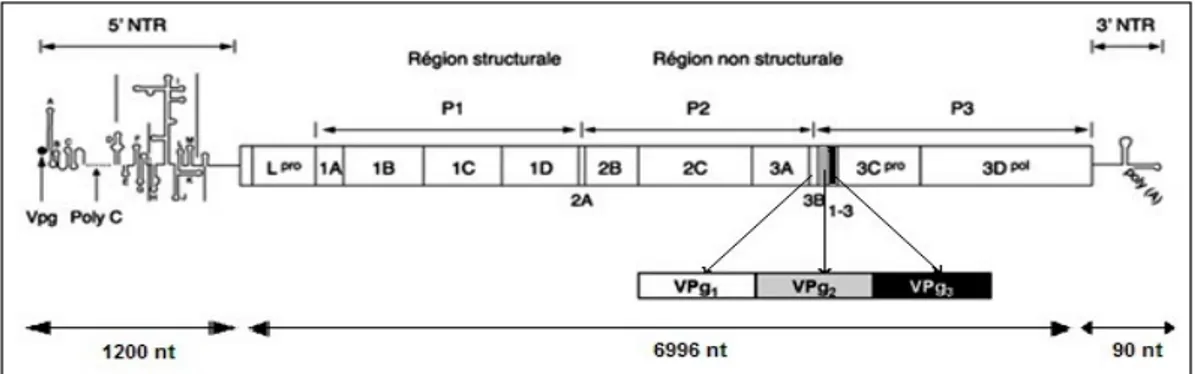 Figure 3 : Structure du génome du virus de la fièvre aphteuse   Source : (adaptée de Kim et Remond 2000)