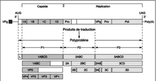 Figure 4 : Organisation génétique et expression des protéines virales   Source : (Kim et Remond 2000)
