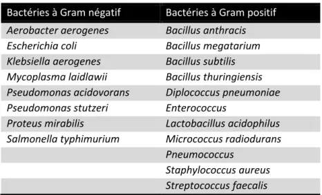 Tableau 2 : Exemple de bactéries dont des mutants auxotrophes   pour la thymidine ont été décrits [d’après (Ahmad et coll., 1998)] 