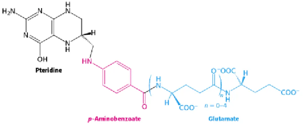 Figure 10 : Structure du tétrahydrofolate. 