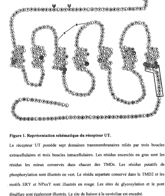 Figure 1. Representation sefaeraatique du recepteur UT. 