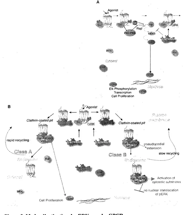 Figure 9. Modes d'activation des ERKs par les GPCRs. 