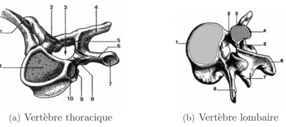 Fig. 1.4 – Formes des vert`ebres thoraciques et lombaires [Kamina 1997]