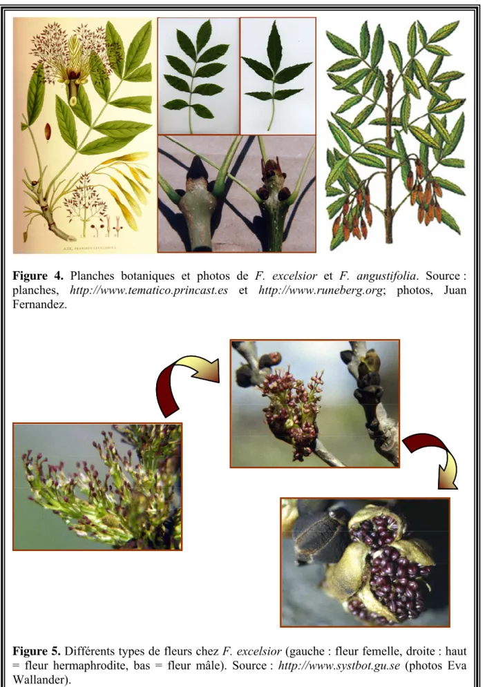 Figure 4. Planches botaniques et photos de F. excelsior et F. angustifolia. Source : 