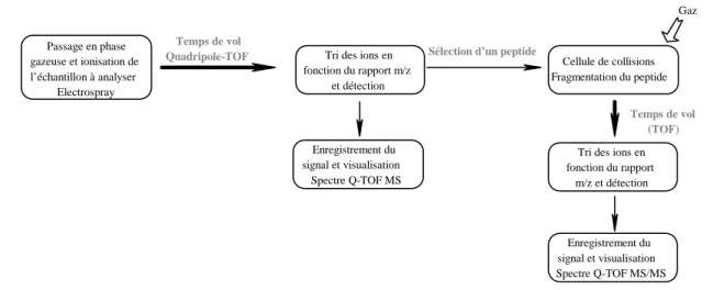 Figure 2.5. : Principe de l’expérience de spectrométrie de masse en tandem (MS /MS). 