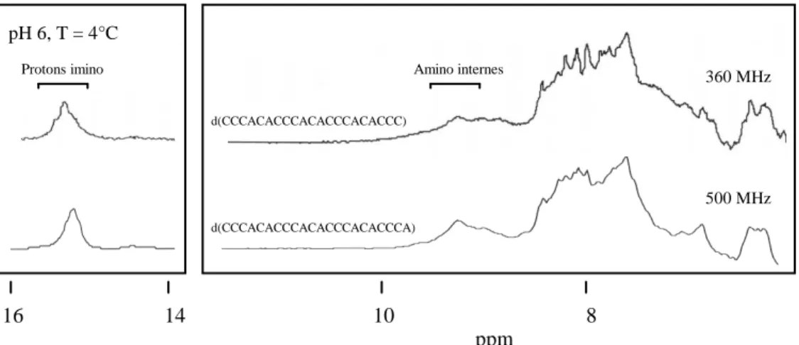 Figure 2.6. : Comparaison des spectres RMN  1 H de deux fragments télomériques de levure  ( Saccharomyces cerevisiae) [les concentrations en brin d’ADN sont de 1 mM]