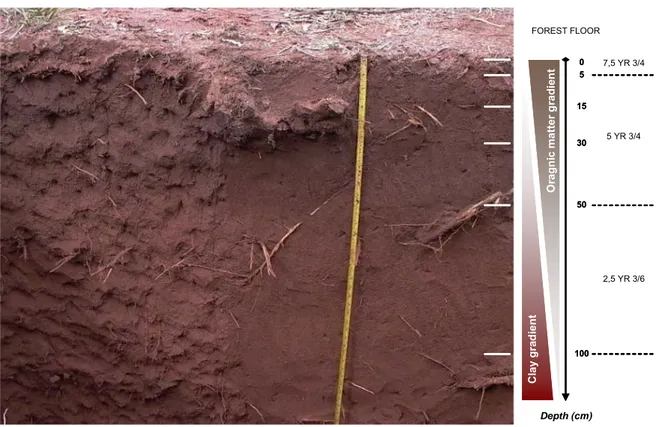 Figure 15  Description of the soil pit excavated in 2003 in the 7-year old  Eucalyptus stand 