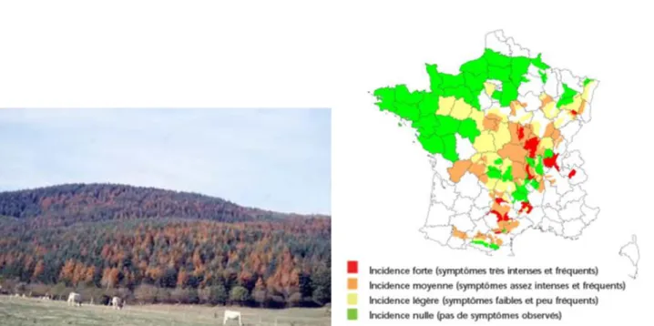 Figure 9 : A gauche: photo d'un peuplement de douglas en Bourgogne présentant des symptômes de dépérissement fin 2003 (source  CRPF)