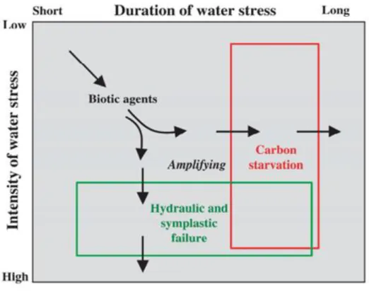 Figure 11 : Illustration des deux hypothèses autour des mécanismes induisant la mort due à une sécheresse