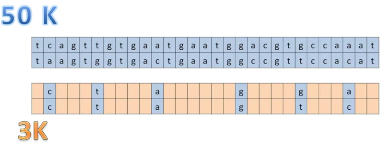 Figure  2  Diagram describing imputation. The rows correspond to sequences of bases  (a,c,g,t) on the paternal and maternal haplotyes