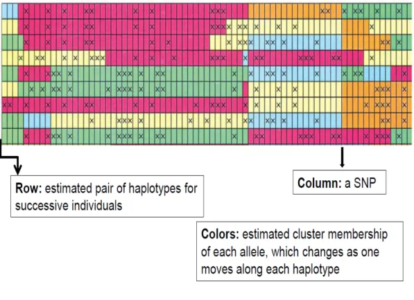 Figure  4  Mosaic structure obtained with an imputation software based on a hidden  Markov model (from Scheet and Stephens, 2006)