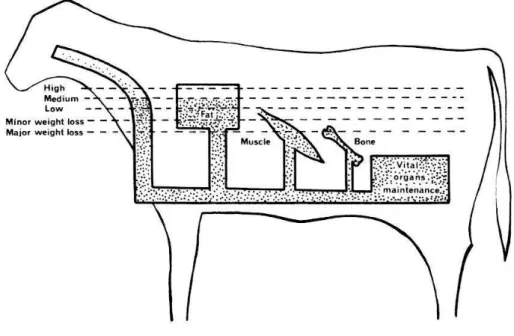 Figure 2  Cité par Kerth (2005): Fig. 2.18 A model of priorities for nutrients during growth at any rate or  during body weight loss