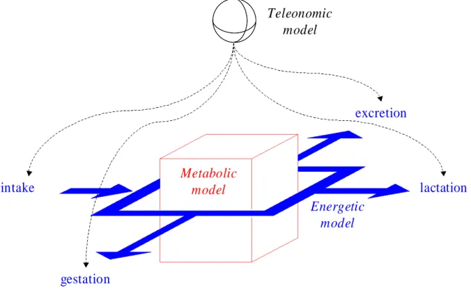 Figure 1bis  Hierarchical layout and connection of the teleonomic, energetic and metabolic models, 