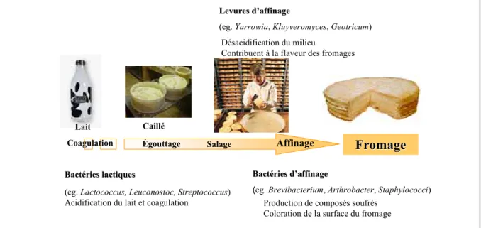 Figure 1. Les différentes étapes de fabrication d’un fromage à pâte molle.  