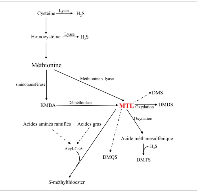 Figure 4  Les différentes voies de biosynthèse des composés soufrés volatils produits par les 