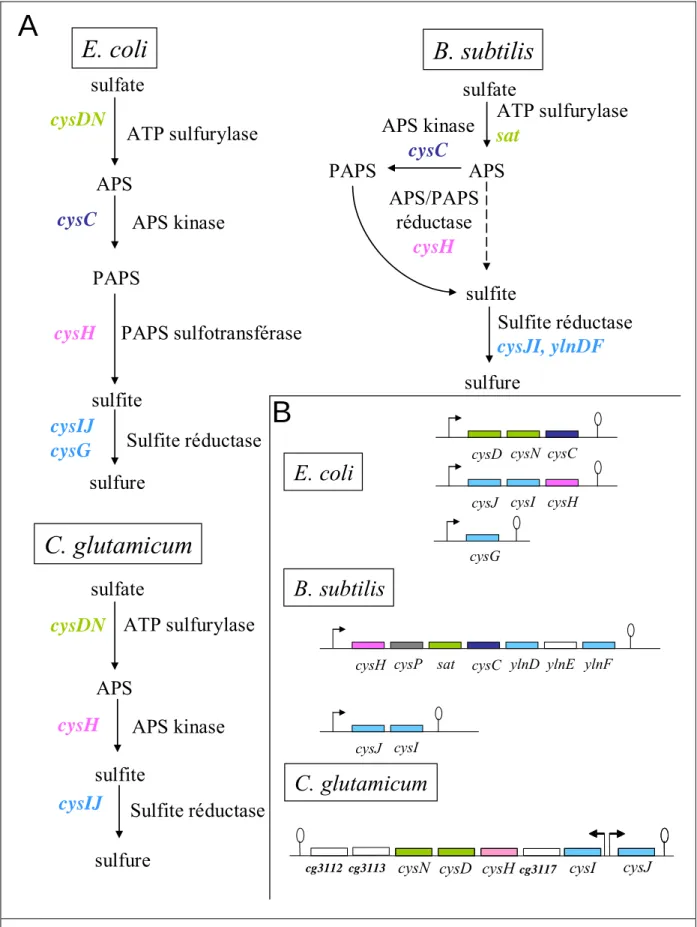 Figure 5.  A. Assimilation et réduction du sulfate chez E. coli, B. subtilis et C. glutamicum