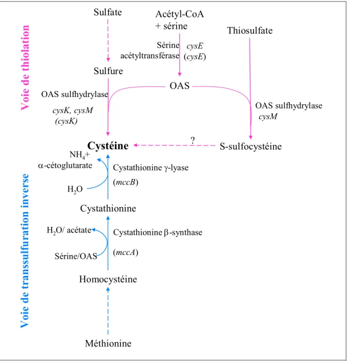 Figure 6. Voies de biosynthèse de la cystéine. Les gènes impliqués dans les différentes voies sont indiqués 