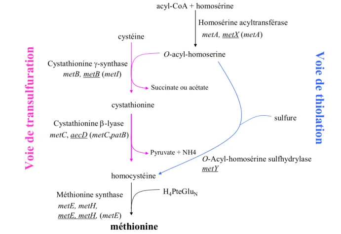 Figure 7. Biosynthèse de la méthionine. Le nom des gènes impliqués dans les différentes voies est indiqué 