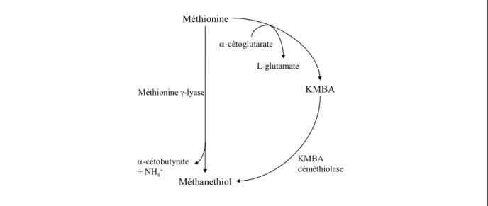 Figure 9. Dégradation de la méthionine en méthanethiol. Les enzymes impliquées dans les différentes voies 
