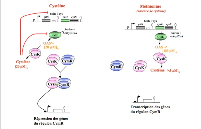 Figure 11. Régulation de la synthèse de la cystéine par CymR chez B. subtilis. cysE, cysS et gltX codent 