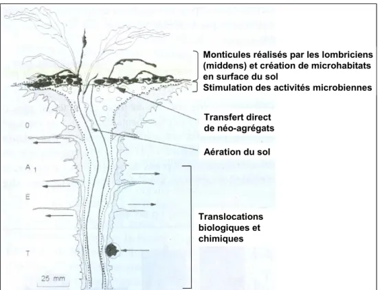 Figure 1.2. Coupe longitudinale d’une galerie lombricienne avec le monticule associant 