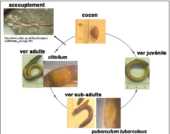 Figure 1.3. Cycle de vie d’un individu Lumbricus terrestris 