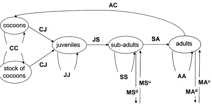 Figure  3.1.  Graph  representing  the  life  cycle  of  an  individual  L.  terrestris;  MS d   (resp