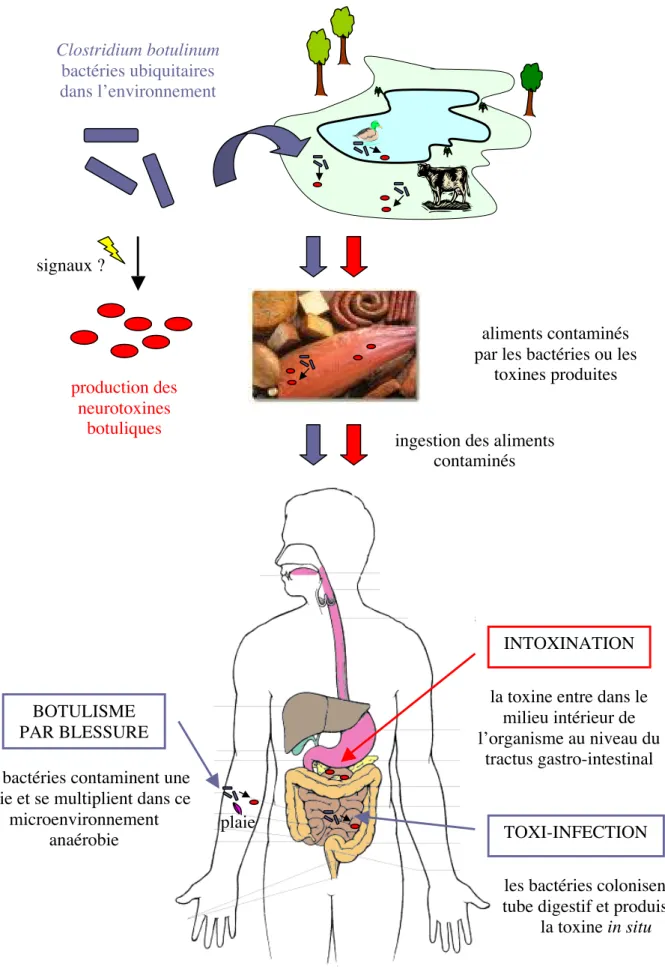 Fig. 1 Schéma des voies d’acquisition du botulisme.Clostridium botulinumbactéries ubiquitairesdans l’environnementproduction desneurotoxinesbotuliquessignaux ? aliments contaminés par les bactéries ou les
