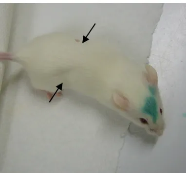 Fig. 2 Photo de souris prise 24 h après l’injection intrapéritonéale d’une dose sub-létale de neurotoxine  botulique