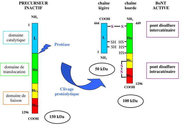 Fig.  6A  Schéma  de  la  structure  des  BoNTs :  exemple  du  type  A.  La  protéine  précurseur inactive est clivée par une protéase (endogène ou exogène selon les souches) en une chaîne légère et une chaîne lourde qui restent liées par un pont disulfur