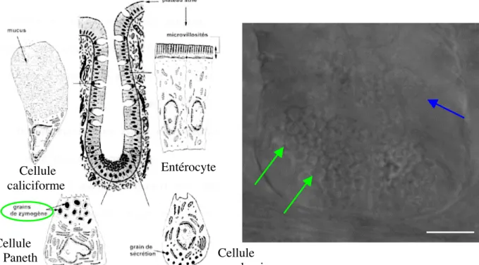 Fig. 18 Représentation des cryptes intestinales sous la formes d’un schéma (A) montrant les 4 types de cellules différenciées présents dans les cryptes et d’une photo au contraste de phase (B)  permettant  de  bien  apercevoir  les  grains  de  zymogène  d