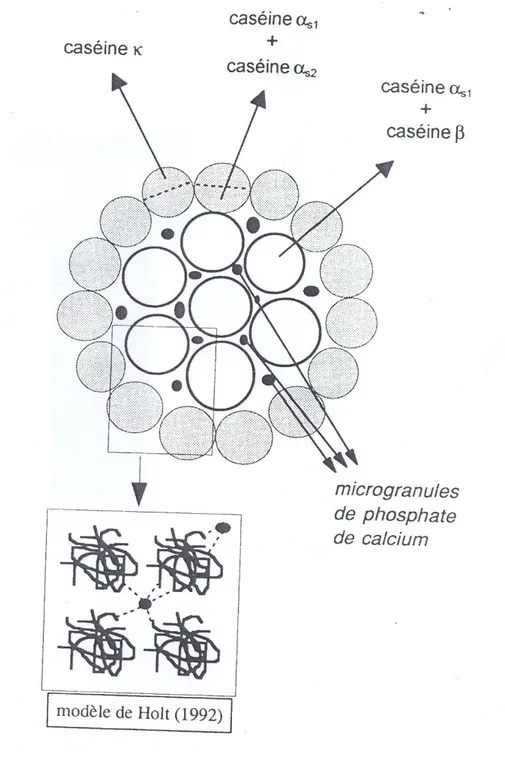 Figure  2.2:  Modèle  de  structure  de  la  micelle  de  caséines  selon  ONO  et  OBATA   (1989) confronté à celui de HOLT (1992)