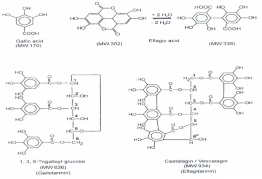 Figure  2.10:  Structures  des  monomères  de  tannins  hydrolysables:  acide  gallique  et  acide  ellagique d'un gallotannin (1,3,6,-trigalloyl-glucose) et d'un ellagitannin (vescalagin/castalagin),  (Zywicki et al., 2002)