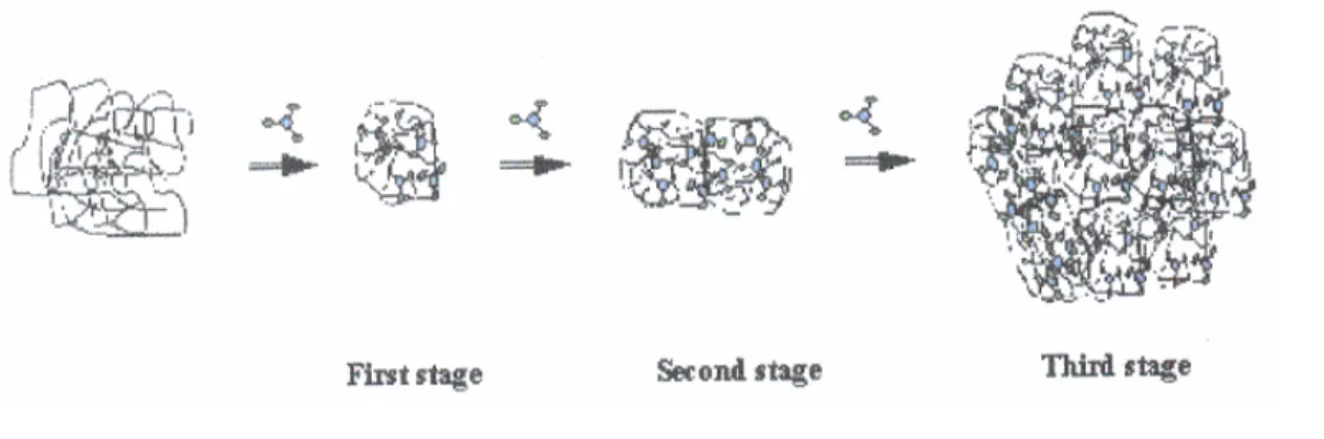 Figure 2.13: Modèle moléculaire proposé pour l'interaction entre les protéines salivaires riches  en proline et les polyphénols (Jobstl et al., 2004a)