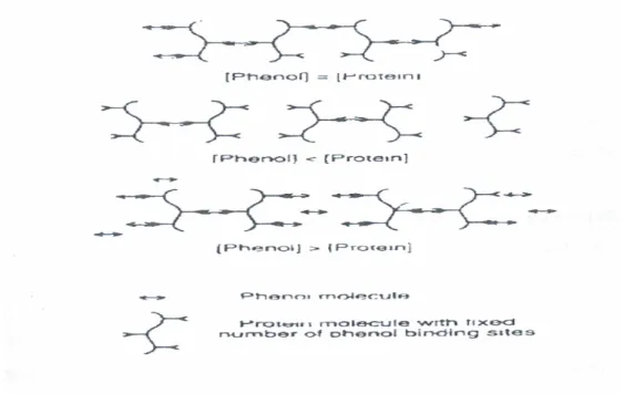 Figure 2.15: Modèle pour l'interaction protéines-polyphénols (Siebert et al., 1996). 