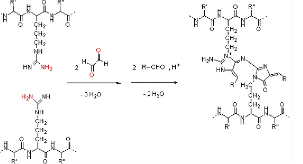 Figure  7 :  Schéma  de  synthèse  de  mélanoïdines  à  partir  de  réductones  et  de  résidus  d’arginine  (d’après Hofmann, 1998) 