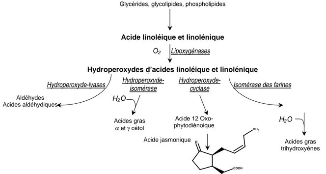 Figure  17 :  Cascade  de  réactions  enzymatiques  impliquées  dans  l’oxydation  des  lipides  (adapté  de  Gardner, 1988) 