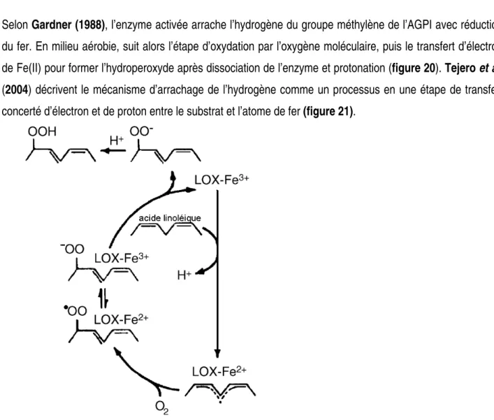 Figure  20  :  Voies  réactionnelles  de  l'oxydation  des  lipides  catalysée  par  la  LOX  en  milieu  aérobie  (adapté de Gardner, 1988) 