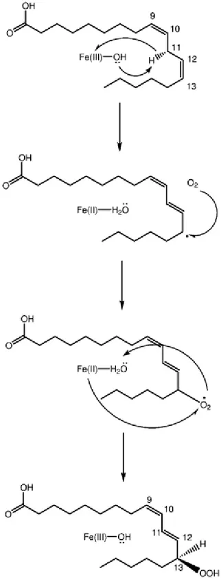 Figure 21 : Mécanisme de l’oxydation de l’acide linoléique par la LOX – Implication du fer du site actif  (d’après Tejero et al., 2004) 