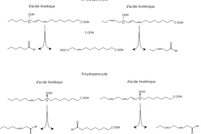 Figure  22 :  Ruptures  des  chaînes  des  13-  et  9-  hydroperoxydes  d’acide  linoléique  et  linolénique  catalysées par l’hydroperoxyde-lyase 