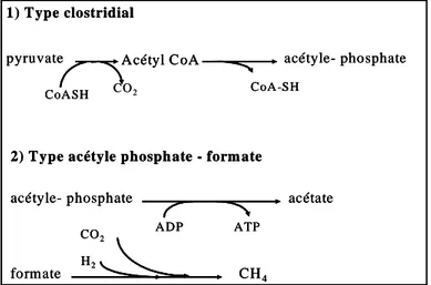 Figure  1.  Voies  de  production  d'acétate 