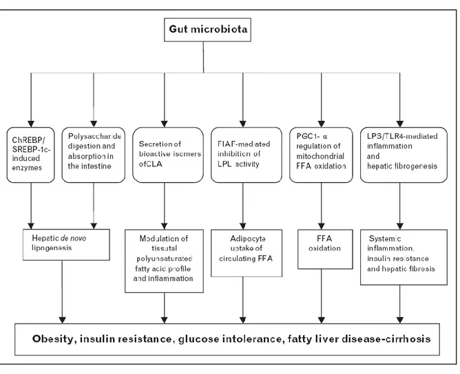 Figure  1.5.  Summary  of  the  effects  of  gut  microbiota  on  host  metabolic  and  inflammatory processes (Musso et al