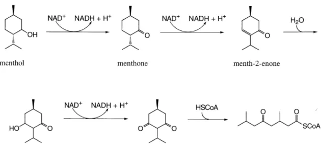 Figure B 14: La voie métabolique proposée à l’ouverture du cycle du menthol conduisant à une β- β-oxydation semblable à celle des acides gras 