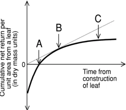 Figure 5. Représentation schématique des fondements de la théorie sur la durée de vie des feuilles (Kikuzawa 1995)